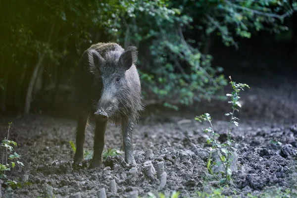 Grand Sanglier Adulte Porc Sauvage Mâle Dans Forêt — Photo