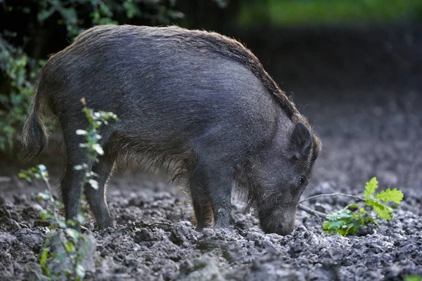 Large Adult Boar Male Wild Hog Forest — Stock Photo, Image