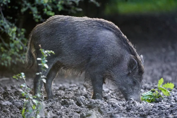 Groot Volwassen Zwijn Mannelijk Wild Zwijn Het Bos — Stockfoto