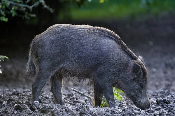 Grande Javali Adulto Porco Selvagem Macho Floresta — Fotografia de Stock