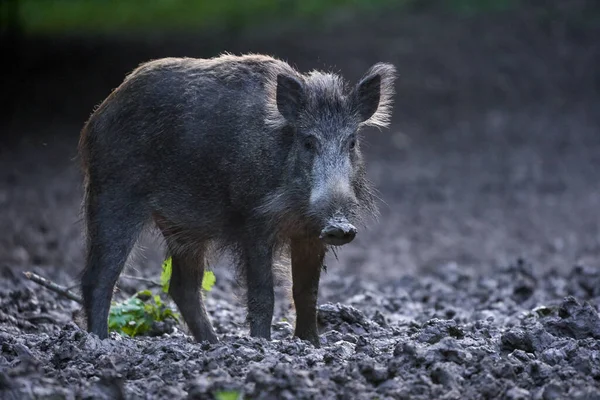 大公野猪 森林里的公野猪 — 图库照片