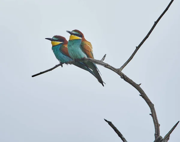 Arı Yiyen Kuşlar Çeşitli Poziyonlarda Merops Apiaster — Stok fotoğraf