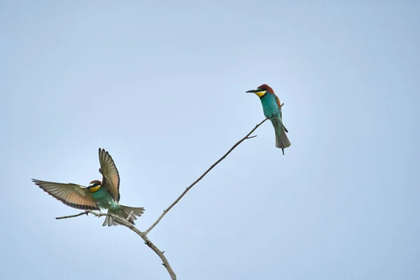 Arı Yiyen Kuşlar Çeşitli Poziyonlarda Merops Apiaster — Stok fotoğraf