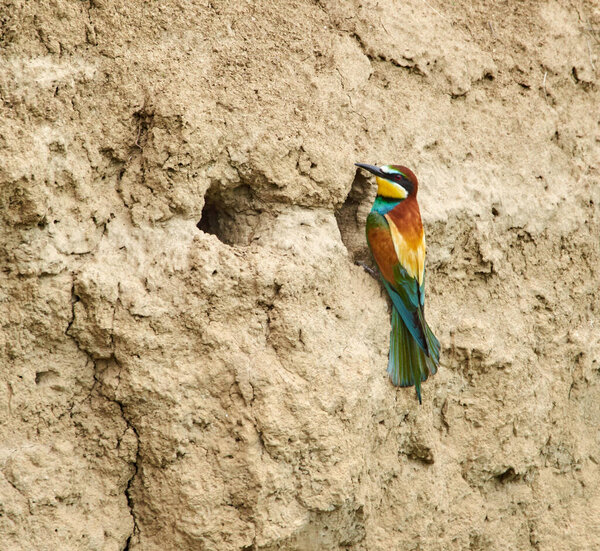 European bee-eater at her nest in the river bank