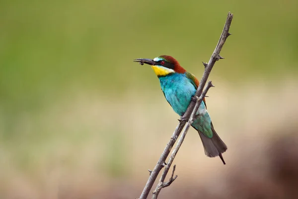 Arı Yiyen Kuş Merops Apiaster Çeşitli Duruşlarda — Stok fotoğraf