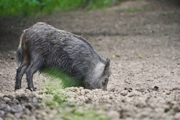 Jabalí Adulto Grande Cerdo Salvaje Macho Bosque —  Fotos de Stock