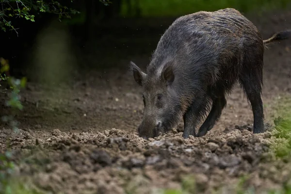 Jabalí Adulto Grande Cerdo Salvaje Macho Bosque —  Fotos de Stock