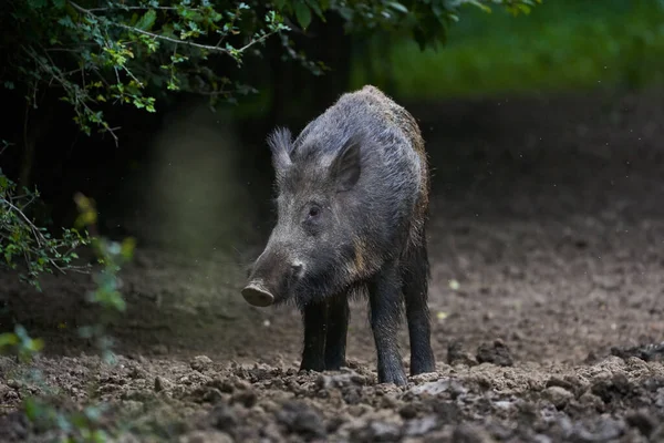 Jabalí Adulto Grande Cerdo Salvaje Macho Bosque — Foto de Stock