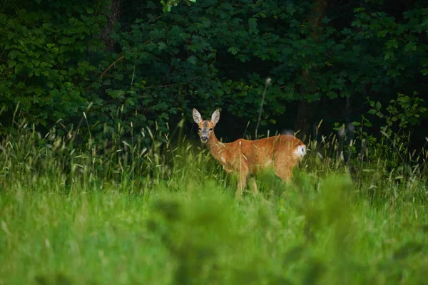 Roe Deer Forest Line Looking Alert — Stock Photo, Image