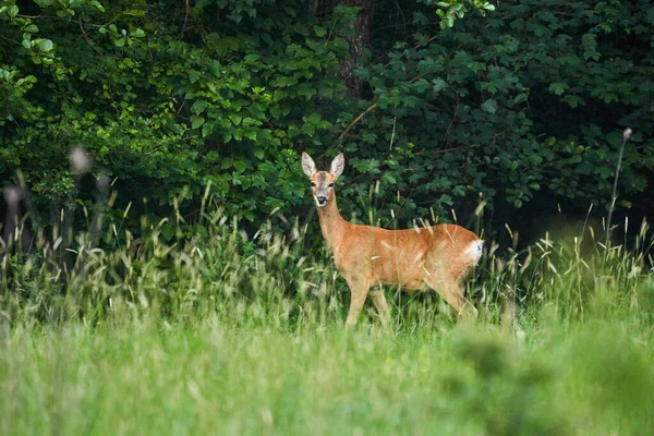 Ciervo Línea Del Bosque Mirando Alerta — Foto de Stock