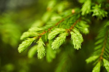 Genç tomurcuklara sahip köknar dallarının yakınlaştırılması 