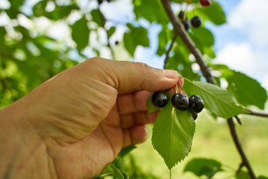 Ağaçtan acı kiraz toplayan bir adamın eli.