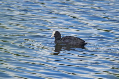 Avrasya yaban ördeği, Fulica Atra, su üstünde, yüzüyor.
