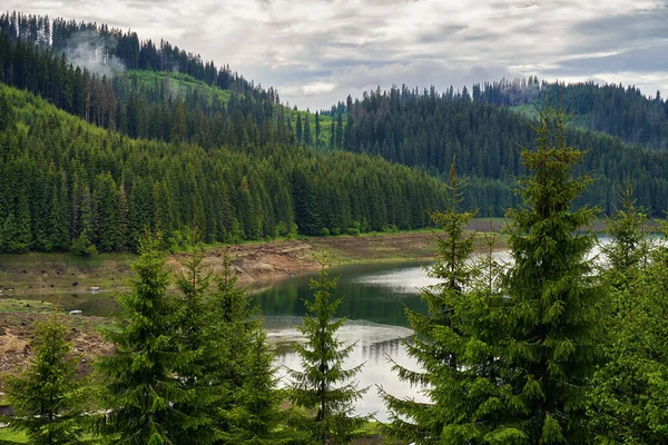 소나무 숲으로 사이로 아름다운 호수가 펼쳐져 — 스톡 사진