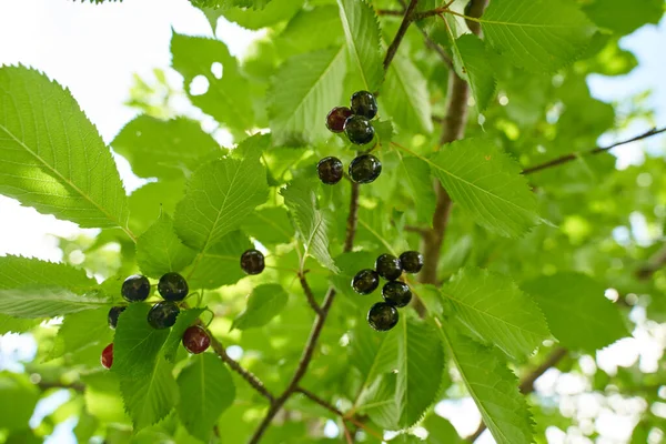 Black Bitter Cherries Tree Ready Picking — Stock Photo, Image