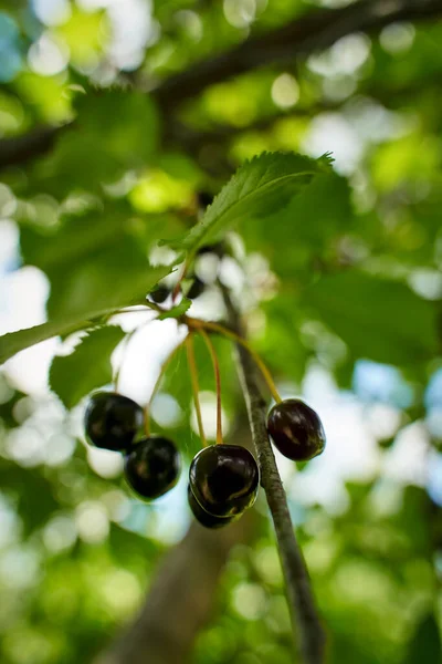 Black Bitter Cherries Tree Ready Picking — Stock Photo, Image