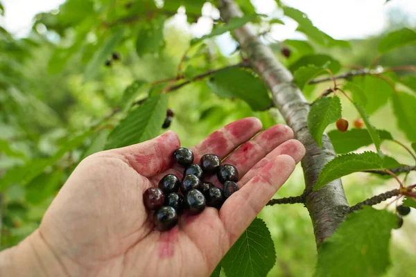 Hand Eines Mannes Der Schwarze Bitterkirschen Vom Baum Pflückt — Stockfoto