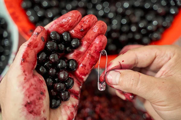 Homem Pitting Cerejas Amargas Selvagens Pretas Para Geléia — Fotografia de Stock