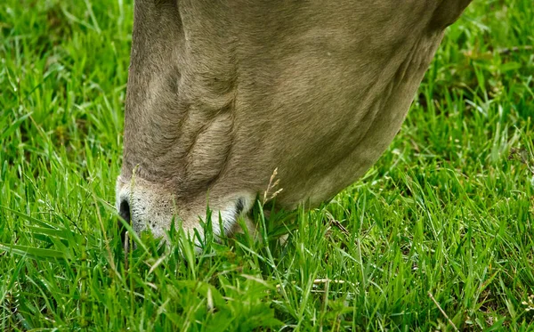 Brown Cow Grazing Pasture Closeup — Stock Photo, Image