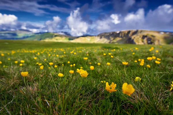 Paisagem Com Flores Celandinas Uma Gama Montanha — Fotografia de Stock