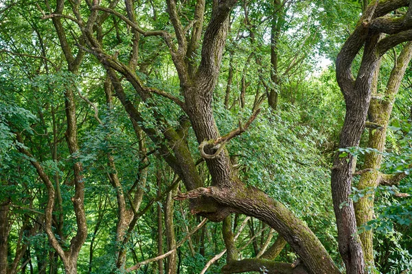 Grandes Robles Retorcidos Bosque —  Fotos de Stock