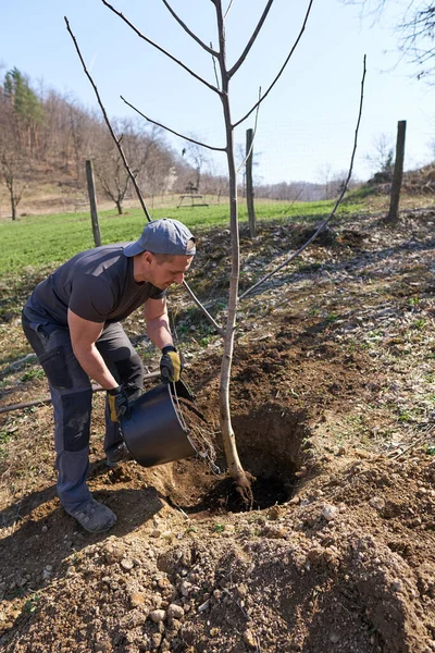 Agricultor Plantando Uma Nogueira Seu Pomar — Fotografia de Stock