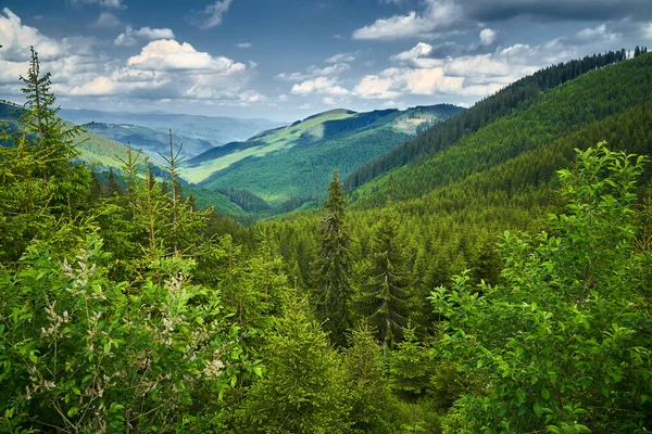 Flygfoto Över Berg Och Skogar Sommaren — Stockfoto