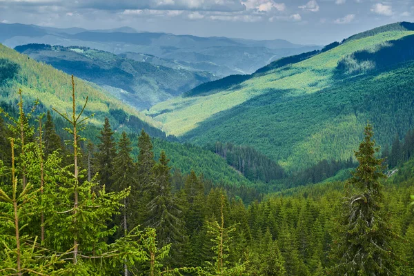 Yazın Dağların Ormanların Havadan Görünüşü — Stok fotoğraf
