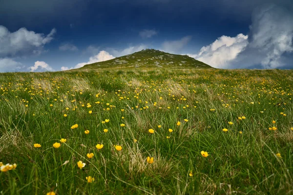 Paisaje Con Flores Celidonia Una Cordillera —  Fotos de Stock