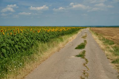Gün batımında bir ayçiçeği tarlasından geçen yol.