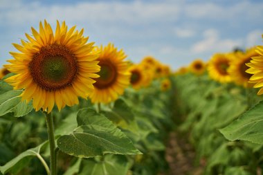 Gün batımında bir ayçiçeği tarlasının canlı görüntüsü