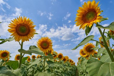 Gün batımında bir ayçiçeği tarlasının canlı görüntüsü