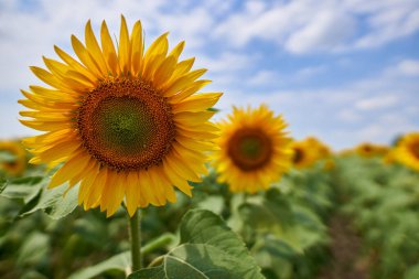 Gün batımında bir ayçiçeği tarlasının canlı görüntüsü