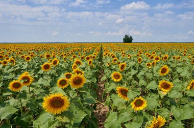 Gün batımında içinde ağaç olan bir ayçiçeği tarlasının canlı görüntüsü.