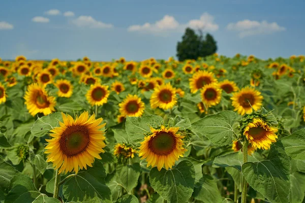 Image Vibrante Champ Tournesol Coucher Soleil Avec Arbre Dedans — Photo