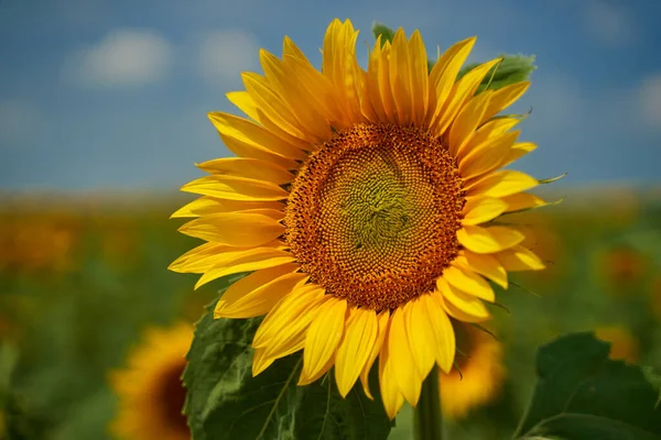 Levendig Beeld Van Een Zonnebloemenveld Bij Zonsondergang — Stockfoto