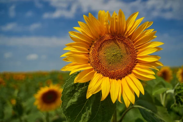 Lebendiges Bild Eines Sonnenblumenfeldes Bei Sonnenuntergang — Stockfoto