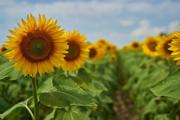 Imagen Vibrante Campo Girasol Atardecer —  Fotos de Stock