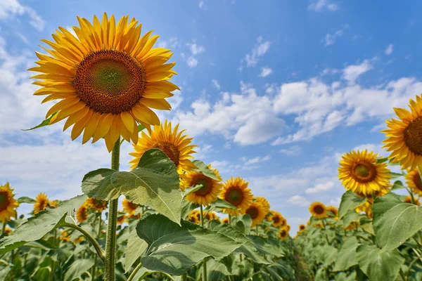 Imagen Vibrante Campo Girasol Atardecer —  Fotos de Stock