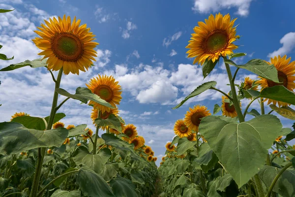 Image Vibrante Champ Tournesol Coucher Soleil — Photo