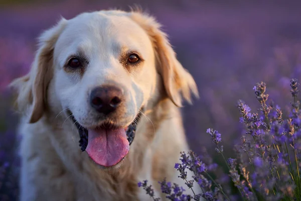 Cão Branco Bonito Campo Lavanda — Fotografia de Stock