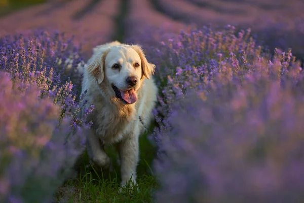 Niedlicher Weißer Hund Einem Lavendelfeld — Stockfoto