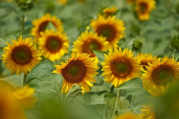Lebendiges Bild Eines Sonnenblumenfeldes Bei Sonnenuntergang — Stockfoto