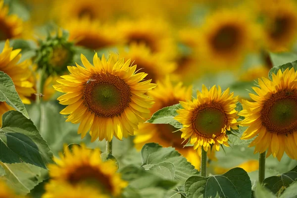 Lebendiges Bild Eines Sonnenblumenfeldes Bei Sonnenuntergang — Stockfoto