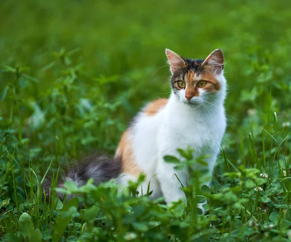 Gatto Della Foresta Norvegese Nell Erba Primo Piano Girato — Foto Stock