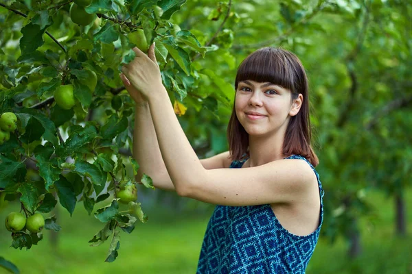 果樹園の木から緑のリンゴを摘む若い女性 — ストック写真