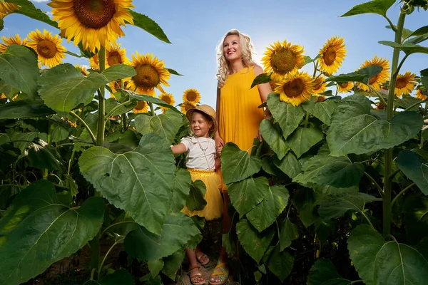 Junge Mutter Und Ihre Süße Tochter Haben Spaß Einem Sonnenblumenfeld — Stockfoto