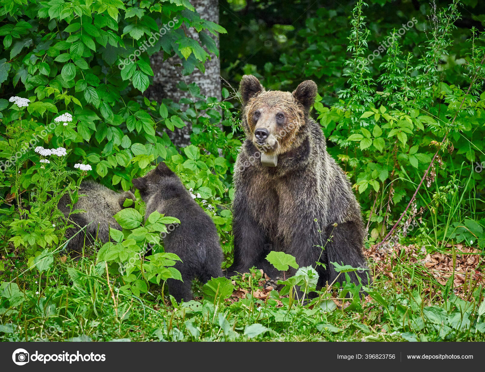 Female Brown Bear Her Cubs Forest Stock Photo by ©Xalanx 396823756