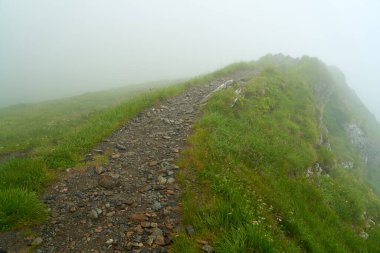 Küçük kır çiçekleriyle sislerin arasında dağ yolu