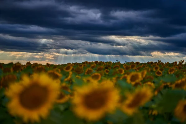 Соняшникове Поле Заході Сонця Сильними Штормовими Хмарами — стокове фото